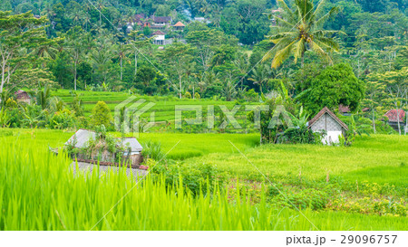 Lush green Rice tarrace in Sidemen. Bali 29096757