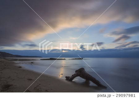 tree branch  29097981