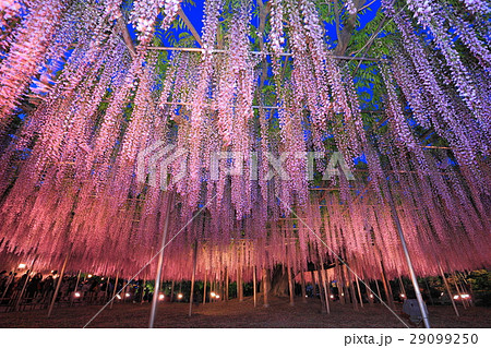 足利フラワーパーク藤ライトアップ 29099250