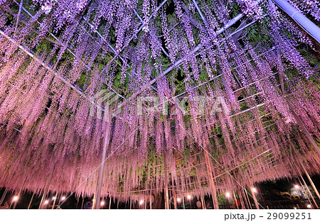 足利フラワーパーク藤ライトアップ 29099251