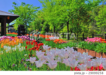 砺波チューリップ公園 砺波チューリップ公園 29099258