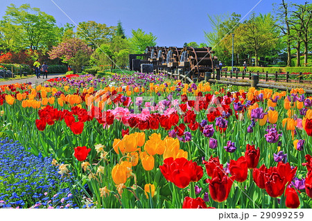 砺波チューリップ公園 29099259