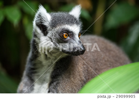 Closeup photo of lemur 29099905