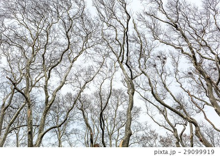 Leafless trees on sky background Leafless trees on sky background 29099919