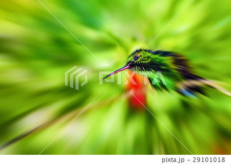 Humming Bird in lush green tropical woods 29101018