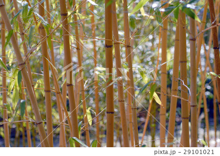 竹林 29101021