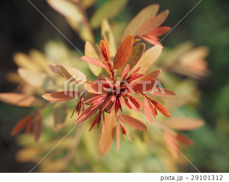 わかば 幼葉 若葉 29101312