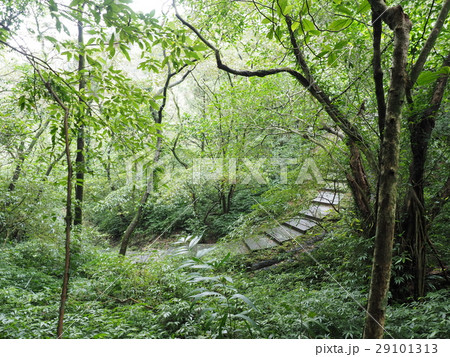 跡 林 森 29101313