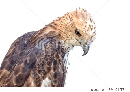Changeable Hawk Eagle (Nisaetus limnaeetus) 29101574