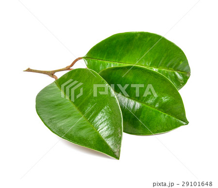 Green leaf isolated on the white background 29101648