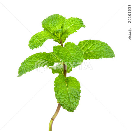 peppermint isolated on the white background peppermint isolated on the white background 29101653
