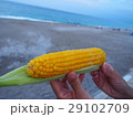 Corn with sea in summer 29102709