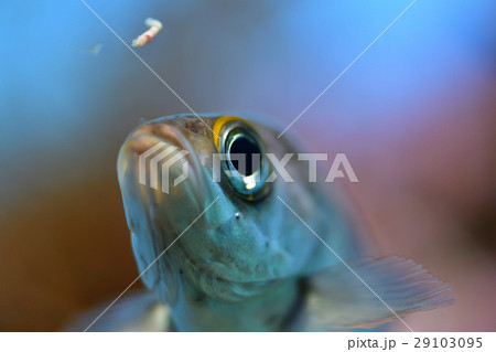 魚 魚 29103095