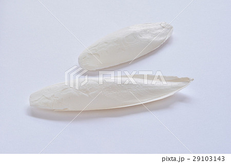 カトルボーン 29103143