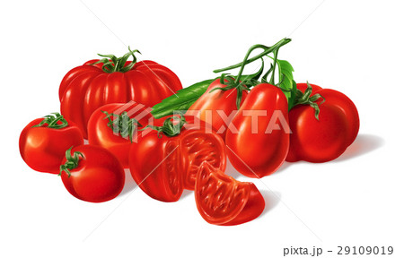 Composition of Different red Tomatoes types grouped. Airbrush illustration. 29109019