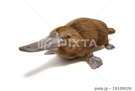 Platypus duck-billed animal. Platypus duck-billed animal. 29109026