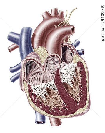 Human heart cross section. 29109049