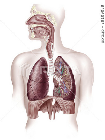 Human full respiratory system cross section. 29109059