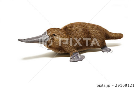 Platypus duck-billed animal. Platypus duck-billed animal. 29109121