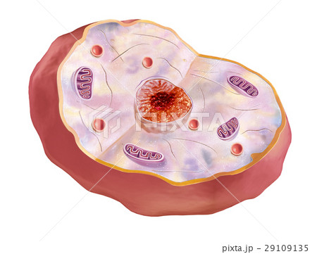 Human cell, anatomy image. 29109135