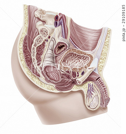 Anatomy male reproductive system 29109185