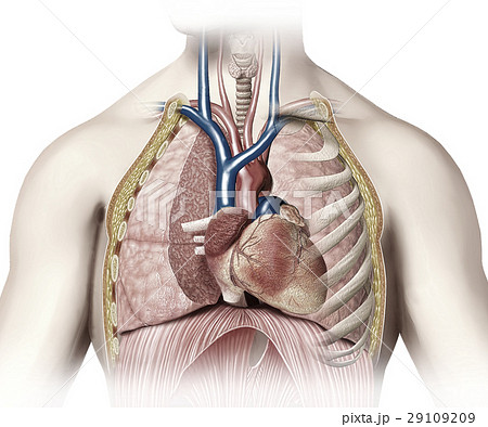 Man anatomy thorax cutaway with heart with main blood veins and arterias. 29109209