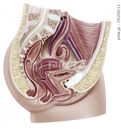 Anatomy female reproductive system, cutaway. 29109211