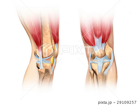 Human knee cutaway illustration. Anatomy image. 29109257