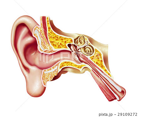 Human ear cutaway diagram. Human ear cutaway diagram. 29109272