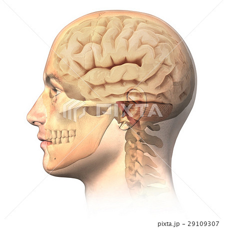 Male human head with skull and brain in ghost effect, side view. 29109307