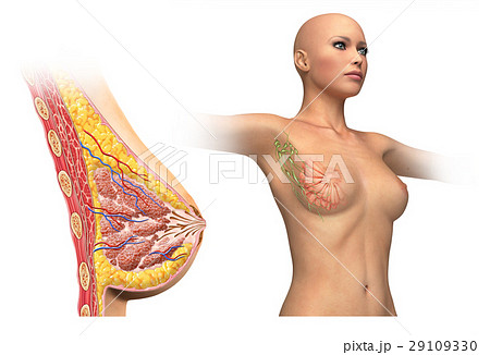 Woman breast cutaway diagram. 29109330
