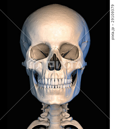 Human Skull Close Up On Black Background のイラスト素材