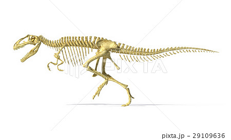 Gigantosaurus dinosaurus full photo-realistic skeleton, side view. 29109636