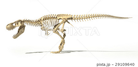 T-Rex photo-realistic full skeleton. Side view. 29109640