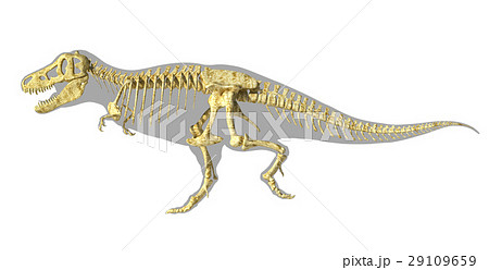 T Rex Dinosaur Photo Realistic Full Skeleton のイラスト素材