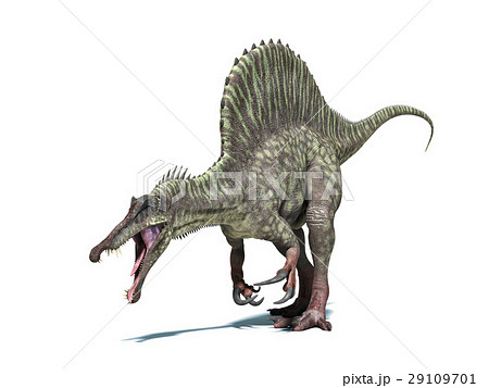 Spinosaurus dinosaur. Isolated on white, clipping path included. Spinosaurus dinosaur. Isolated on white, clipping path included. 29109701