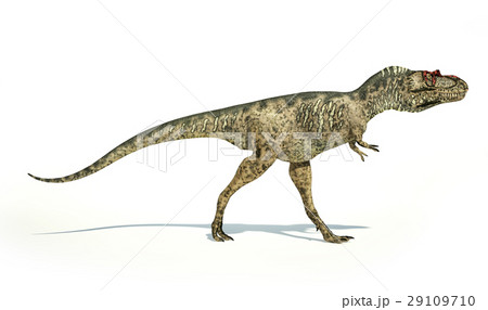 Albertosaurus Dinosaur, photorealistic representation, side view. 29109710