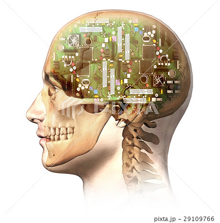 Male human head with skull and artificial electronic circuit brain in ghost effect, side view. Male human head with skull and artificial electronic circuit brain in ghost effect, side view. 29109766