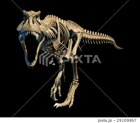 T-Rex photo-realistic full skeleton. Front view. T-Rex photo-realistic full skeleton. Front view. 29109867