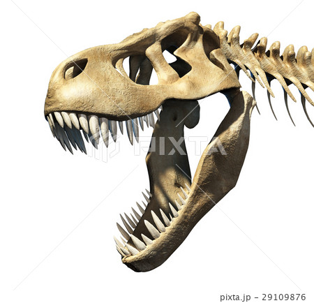 T-Rex skull close-up. 29109876