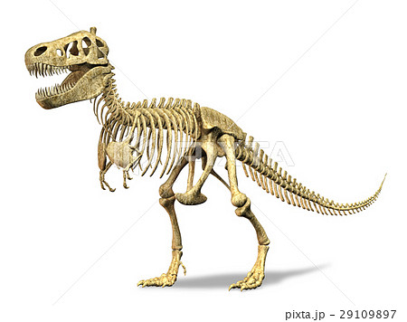 T Rex Skeleton On White Background Clipping のイラスト素材