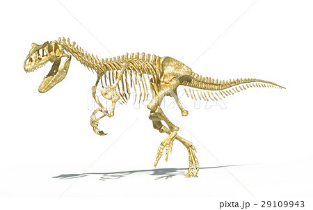 Allosaurus skeleton photo-realistic, scientifically correct. Allosaurus skeleton photo-realistic, scientifically correct. 29109943