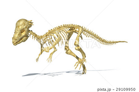 Pachycephalosaurus dinosaur, full photo-realistic skeleton, scientifically correct. perspective view. 29109950