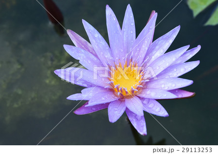Purple lotus blooming in the garden  29113253