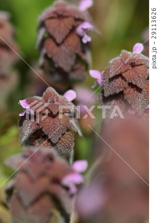 自然　植物　ヒメオドリコソウ、近づいて見てみると『踊り子』というよりモンスターのようにも見えます 29113626