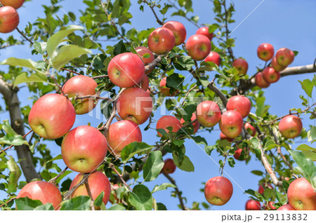 津軽のりんご 津軽のりんご 29113832