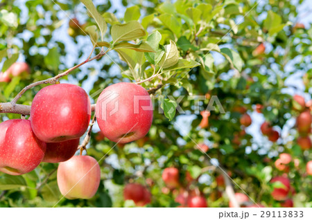 津軽のりんご 29113833