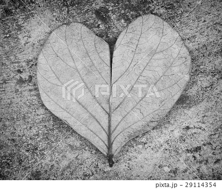 heart shape leaf in dramatic black and white tone 29114354