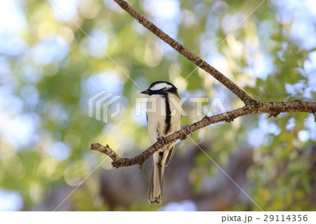 シジュウカラ (四十雀) その2。 Japanese tit シジュウカラ (四十雀) その2。 Japanese tit 29114356