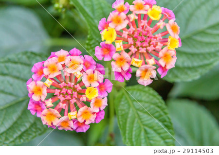 ランタナ ランタナ 29114503